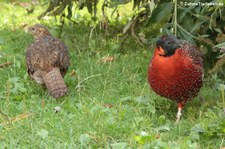 Satyrtragopane (Tragopan satyra) im Kölner Zoo