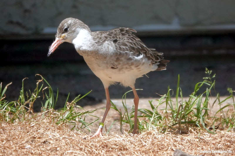 tringa-totanus.jpg