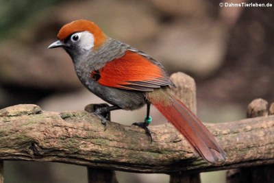 Rotschwanzhäherling (Trochalopteron milnei)