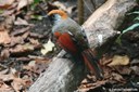 Trochalopteron milnei