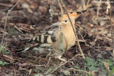 Wiedehopf (Upupa epops) im Kölner Zoo