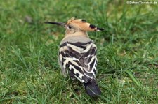 Wiedehopf (Upupa epops) im Kölner Zoo