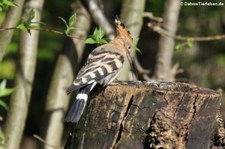 Wiedehopf (Upupa epops) im Kölner Zoo