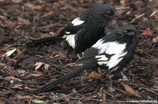 Elsterwürger (Urolestes melanoleucus) im Zoo Köln