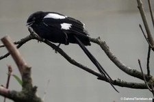 Lanius melanoleucus-1