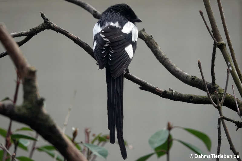 Urolestes melanoleucus-2