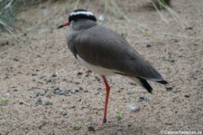 Kronenkiebitz (Vanellus coronatus) im Kölner Zoo