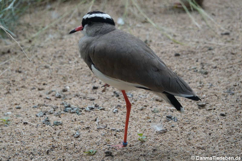 Kronenkiebitz (Vanellus coronatus)