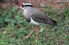 Kronenkiebitz (Vanellus coronatus) im Kölner Zoo