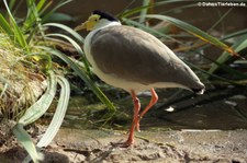 Maskenkiebitz (Vanellus miles) im Kölner Zoo