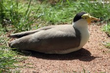 Maskenkiebitz (Vanellus miles) im Kölner Zoo