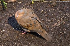 Socorrotaube (Zenaida graysoni) im Kölner Zoo