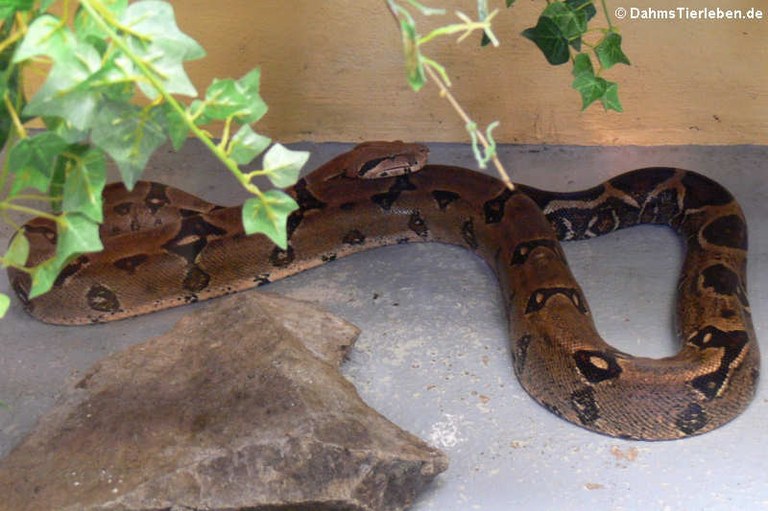 Boa constrictor