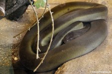 Papua-Python (Liasis papuana) im Reptilienzoo Königswinter