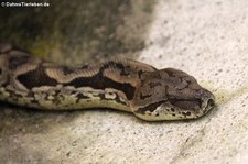 Südliche Madagaskarboa (Acrantophis dumerili) im Reptilienzoo Königswinter