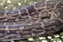 Acrantophis dumerili