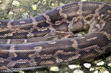 Südliche Madagaskarboa (Acrantophis dumerili) im Reptilienzoo Königswinter