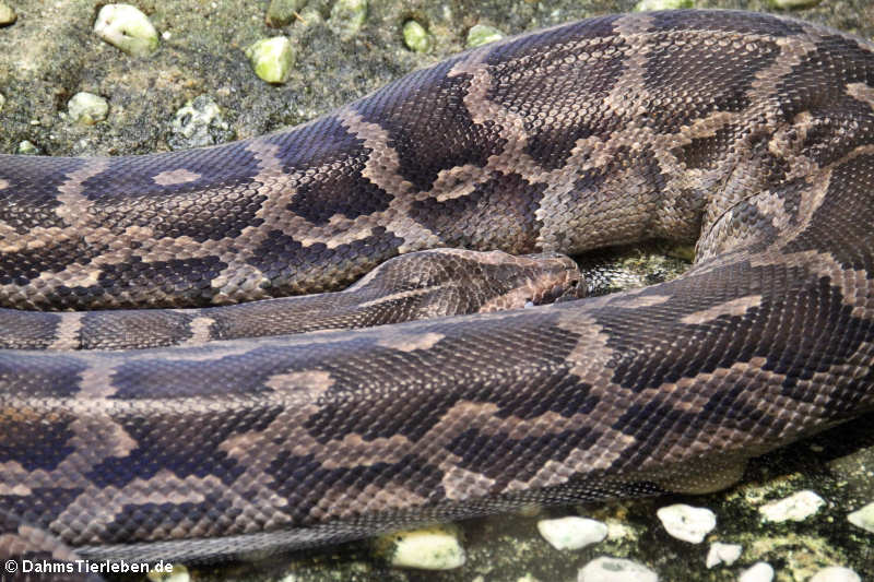 Acrantophis dumerili-2