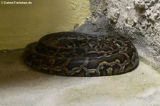 Nördliche Madagaskarboa (Acrantophis madagascariensis) im Reptilienzoo Königswinter