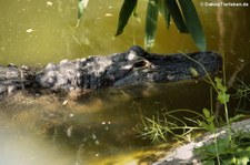 Mississippi-Alligator oder Hechtalligator (Alligator mississippiensis) im Reptilienzoo Königswinter