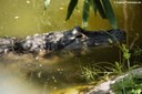 Alligator mississippiensis