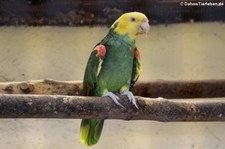 Doppelgelbkopfamazone (Amazona oratrix oratrix) im Reptilienzoo Königswinter