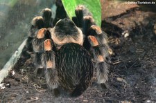 Mexikanische Rotknie-Vogelspinne (Brachypelma smithi) im Reptilienzoo Königswinter