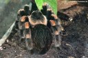 Brachypelma smithi