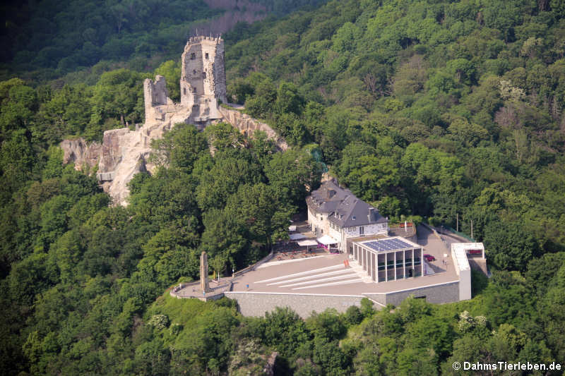 Burgruine Drachenfels