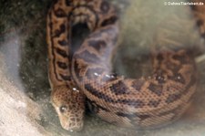 Kubanische Schlankboa (Chilabothrus angulifer) im Reptilienzoo Königswinter