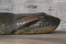 Grüne Anakonda (Eunectes murinus) im Reptilienzoo Königswinter