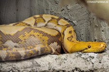 Netzpython (Malayopython reticulatus) im Reptilienzoo Königswinter