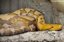 Malayopython reticulatus (caramell)