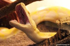 Netzpython (Malayopython reticulatus) im Reptilienzoo Königswinter