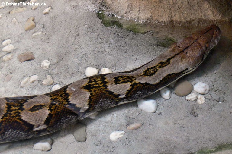 Malayopython reticulatus