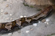 Netzpython (Malayopython reticulatus) im Reptilienzoo Königswinter