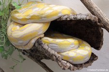 Djampea-Netzpython (Malayopython reticulatus jampeanus) im Reptilienzoo Königswinter