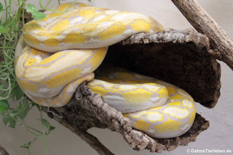 Malayopython reticulatus jampeanus