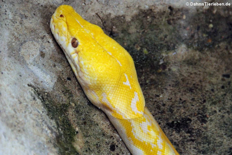 Malayopython reticulatus jampeanus