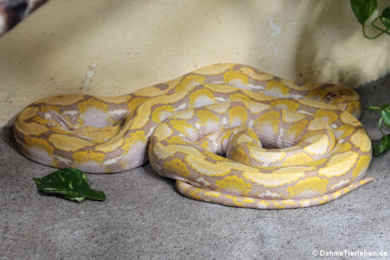 Malayopython reticulatus jampeanus