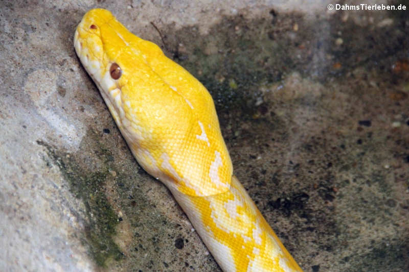 Malayopython reticulatus jampeanus-1