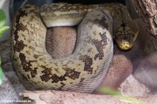 Timorpython (Malayopython timoriensis) im Reptilienzoo Königswinter