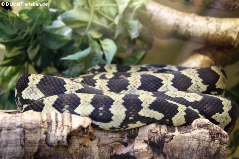 Morelia spilota cheynei