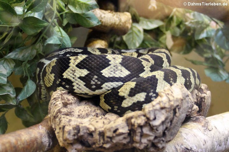 Morelia spilota cheynei