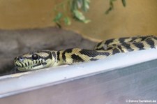 Neuguinea-Teppichpython (Morelia spilota harrisoni) im Reptilienzoo Königswinter