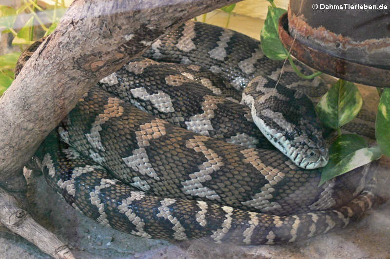 Rautenpython (Morelia spilota variegata)