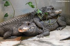 Stumpfkrokodile (Ostaeolaemus tetraspis) im Reptilienzoo Königswinter