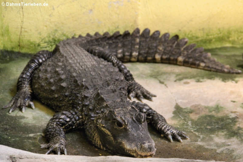 Stumpfkrokodil Osteolaemus tetraspis-2