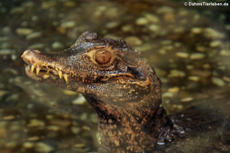 Brauen-Glattstirnkaiman (Paleosuchus palpebrosus)