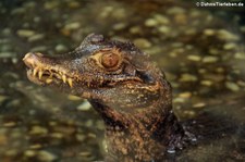 Brauen-Glattstirnkaiman (Paleosuchus palpebrosus) im Reptilienzoo Königswinter